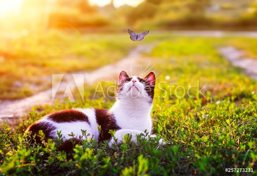 Picture of Portrait of a cute striped cat lying in the grass in a Sunny meadow and looking at a beautiful little blue butterfly flying overhead on a clear summer day in the village